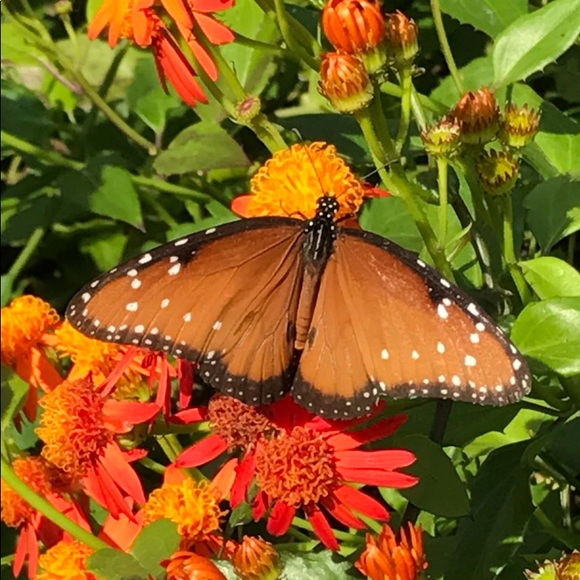 Meet your Posher, Belinda - Picture 1 of 1